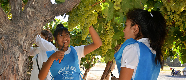 vendimia_solidaria_valles_calchaquies1
