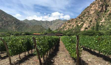 Finca Las Nubes - Bodega