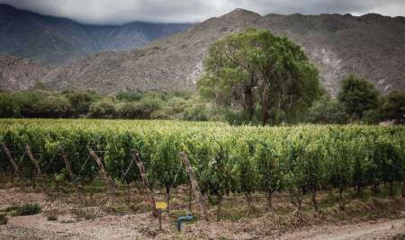 Bodega Colomé
