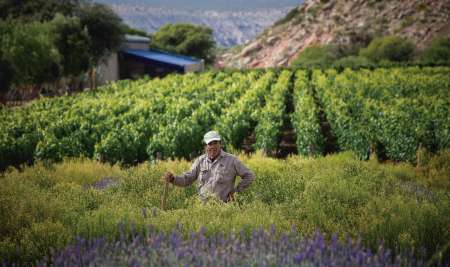 Bodega Colomé