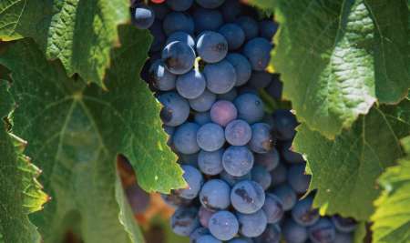 Bodega Colomé