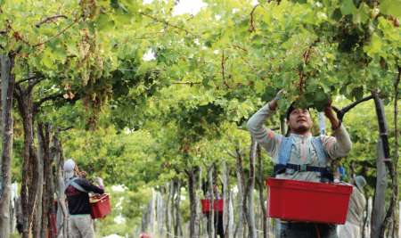 Bodega Dal Borgo