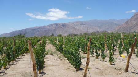 Bodega de altura, Altupalka, Cafayate- Molinos