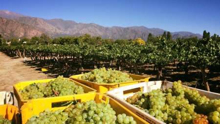 Finca El Porvenir Bodega
