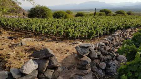 Finca El Porvenir Bodega