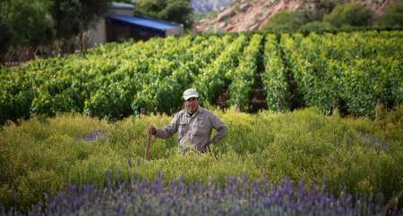 bodega colome