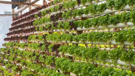 hidroponia mesa verda- lechugas y hojas verdes agroecologicas- Estilo DV