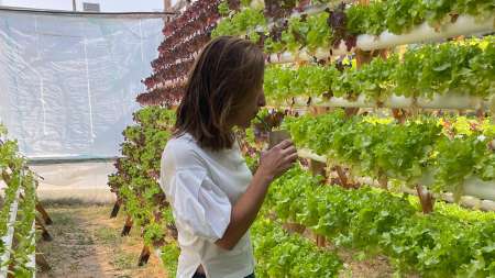 hidroponia mesa verda- lechugas y hojas verdes agroecologicas- Estilo DV