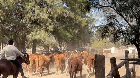 la vaca tranquila, hotel de campo San carlos- Estilo DV