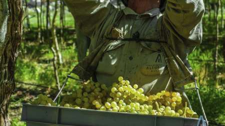 Bodega Altupalka