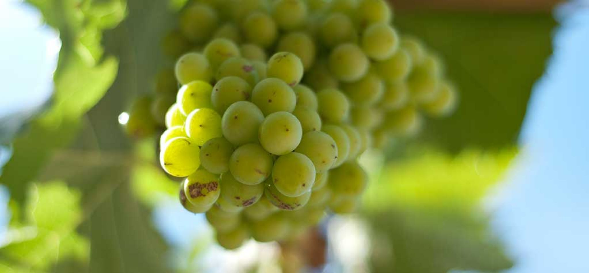 Una semana para disfrutar del sabor del torrontés