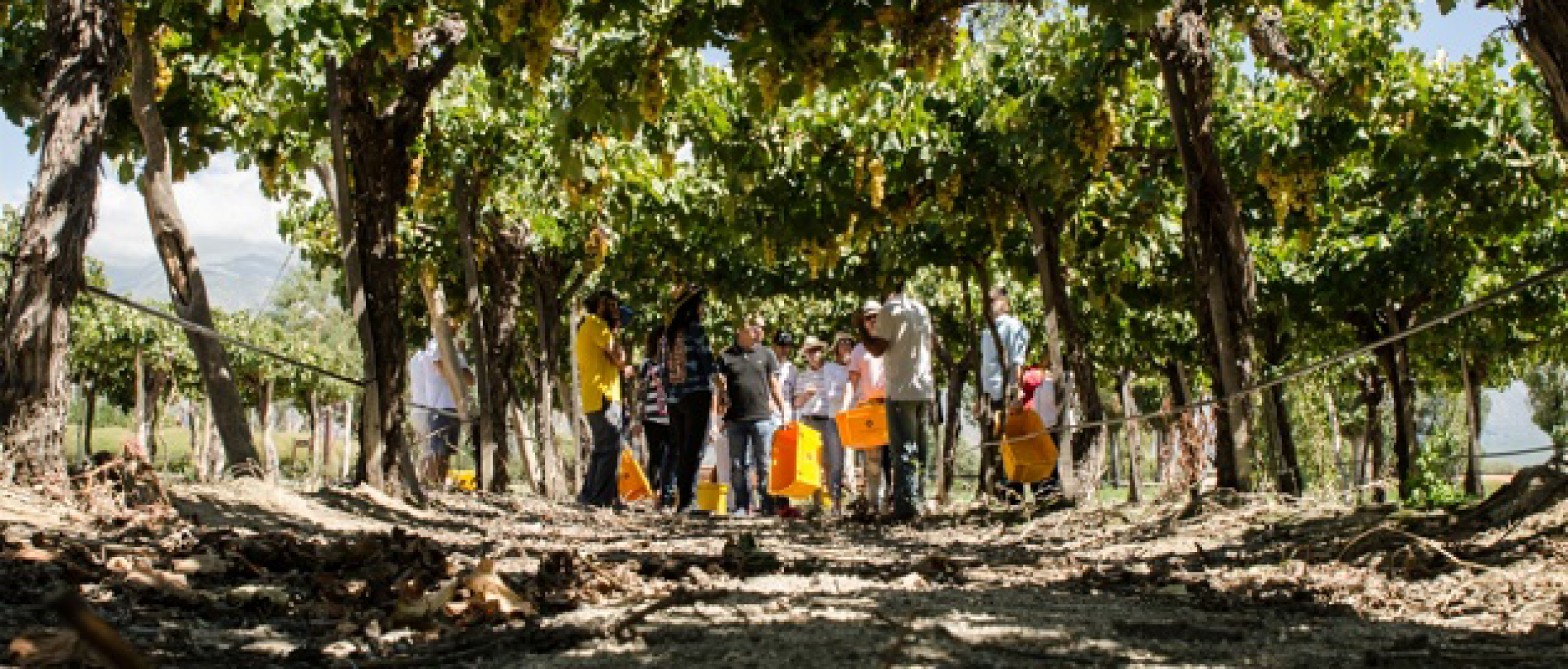 ASÍ PASÓ HARVEST2016