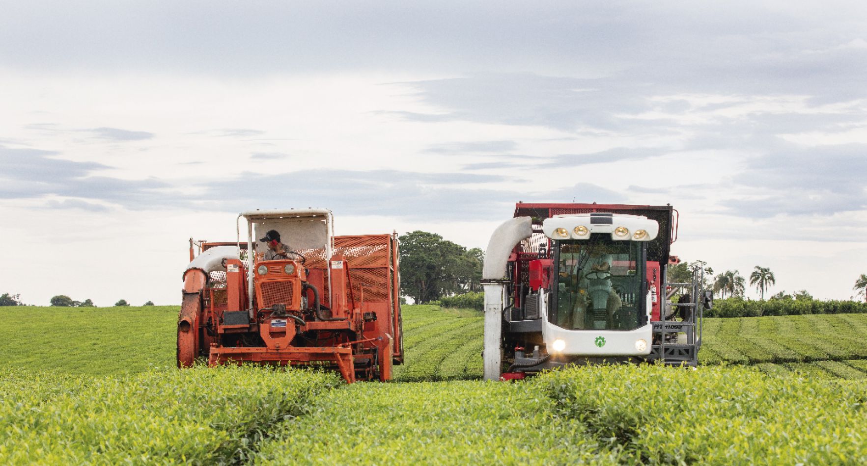 Don Basilio S.R.L. vende y exporta su producción a distintos países del mapamundi