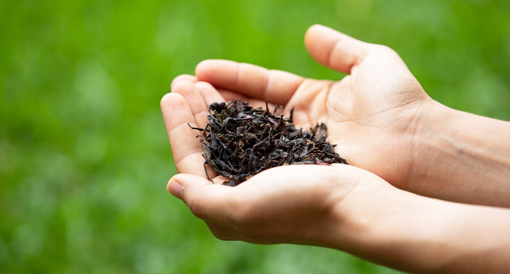 Recorremos el jardín y vemos un muestreo de las distintas clases de camellia sinensis plantadas por el INTA