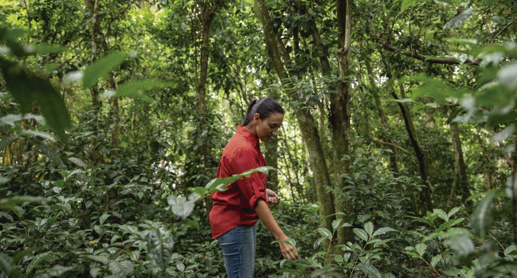 La Ruta del Té: un universo verde