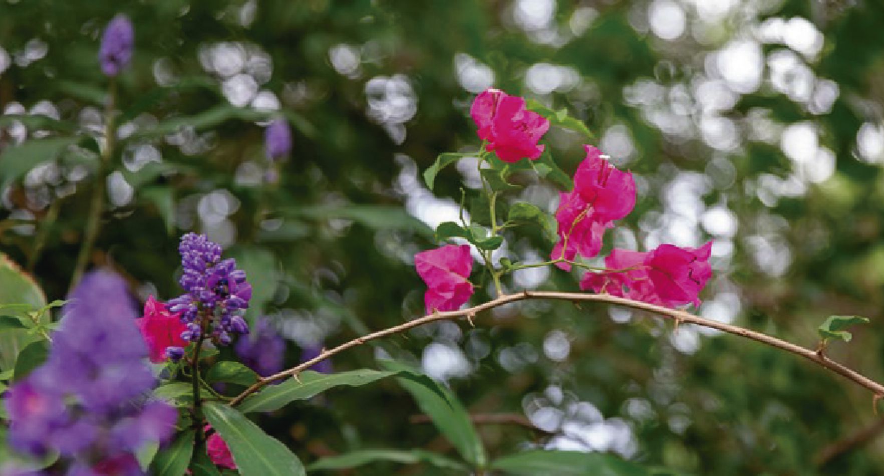 Flores naranjas de un tulipán africano, el rosado de las azaleas, los jazmines y las Santa Rita, las tacuaras, palmeras, costillas de Adán, orquídeas