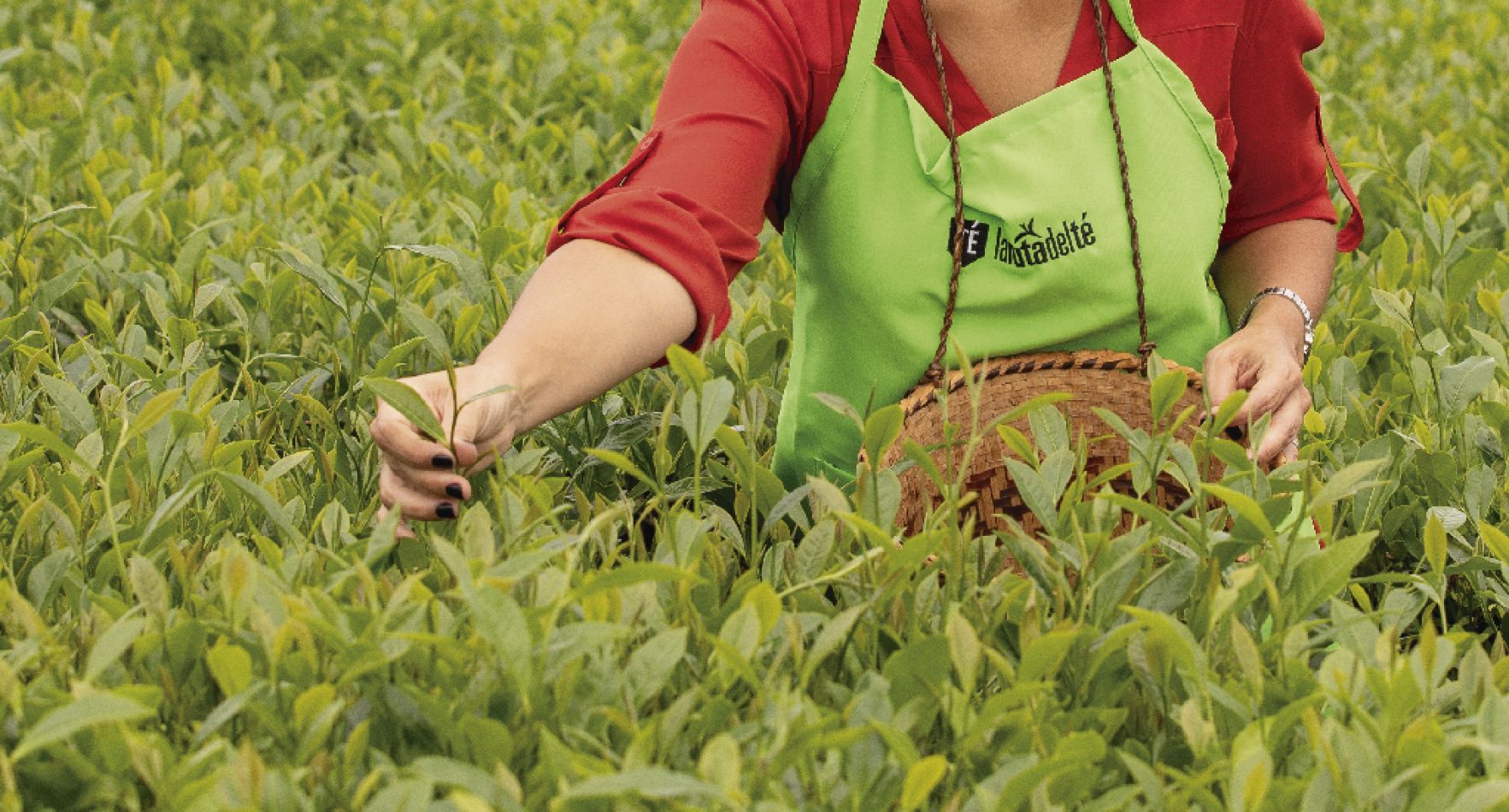 La Ruta del Té: un universo verde