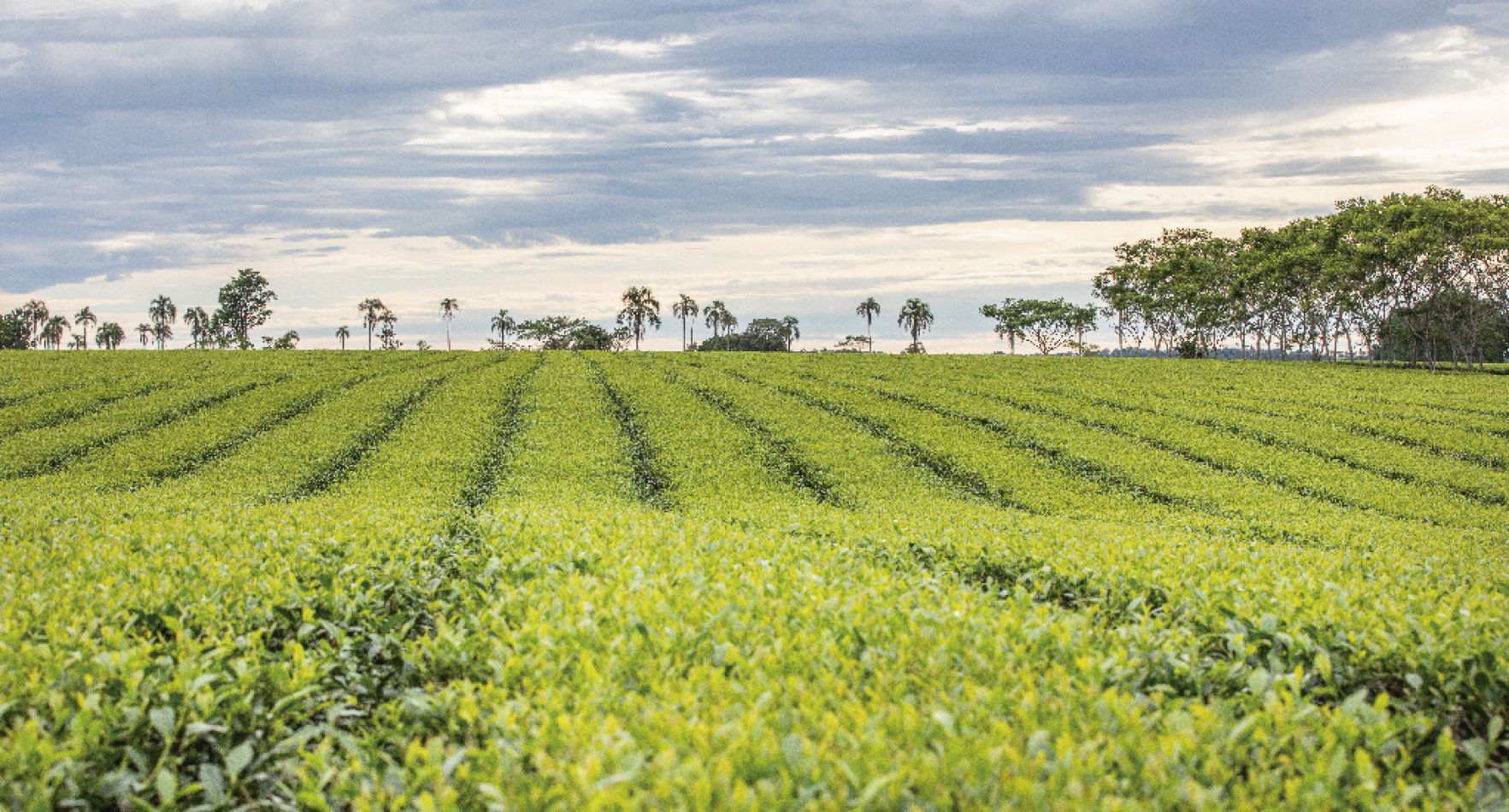 La Ruta del Té, Ubicación y distancias