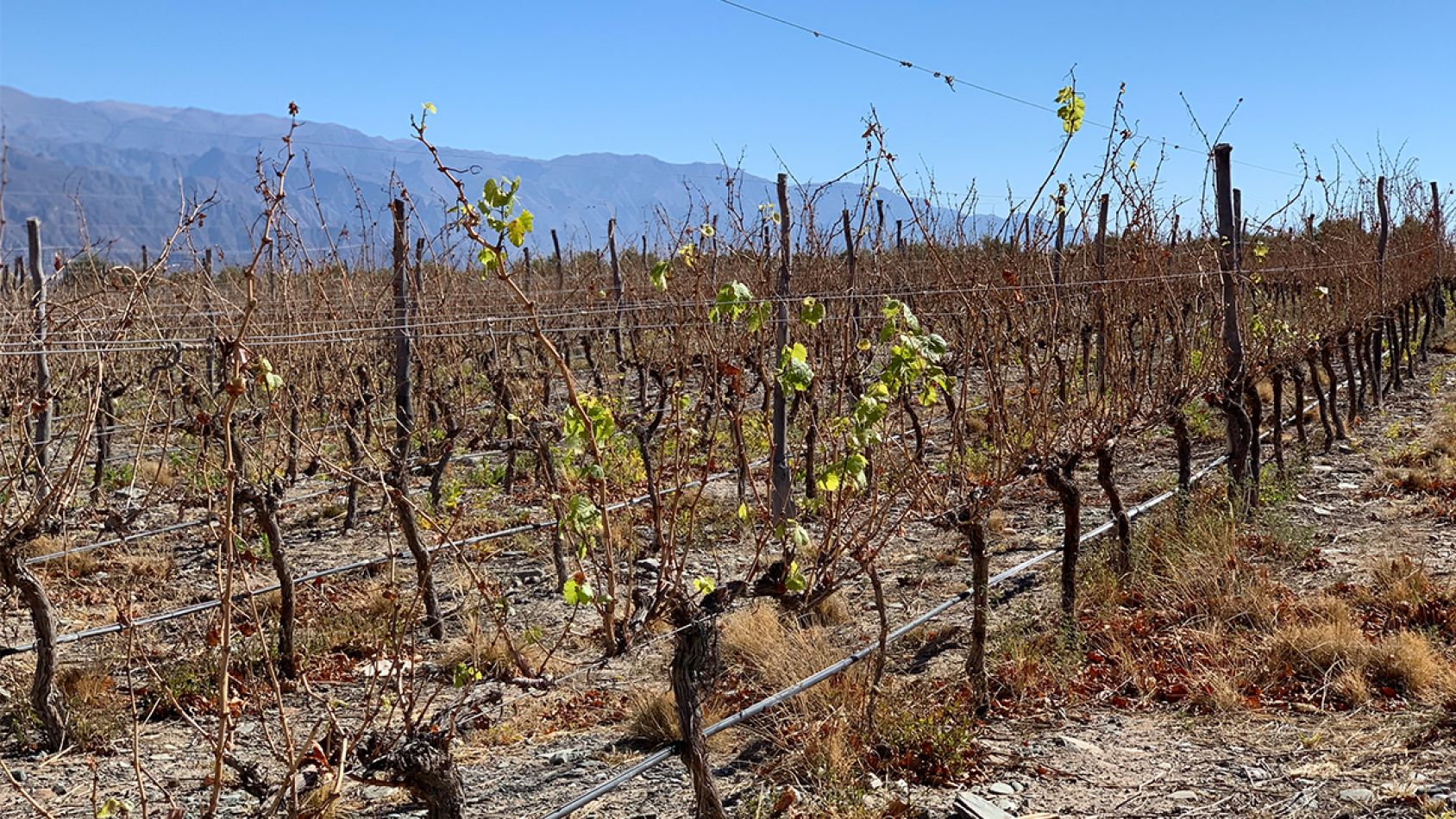 viñedos