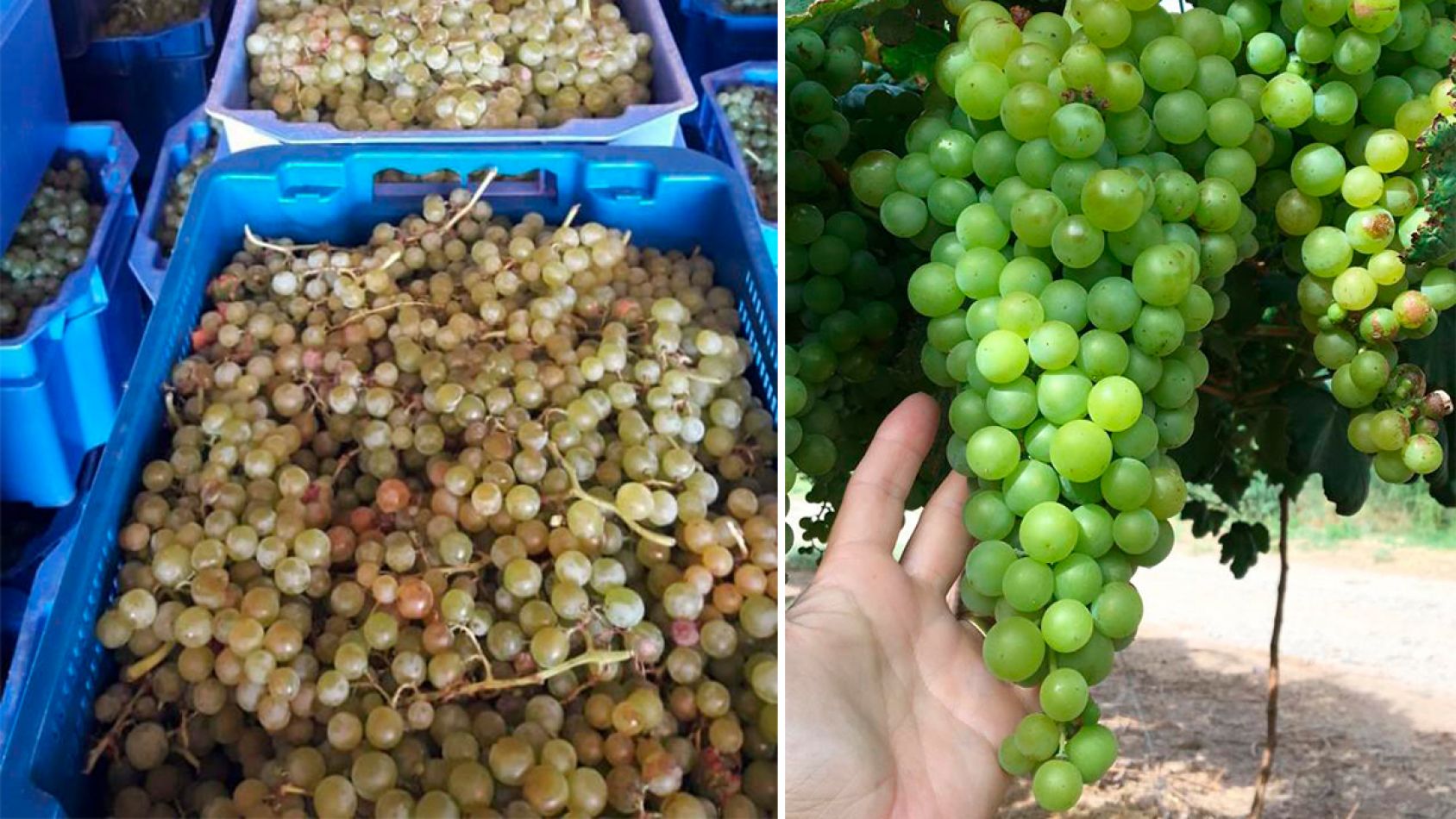 ingeniero vasvari y daniel hefner bodega el cese