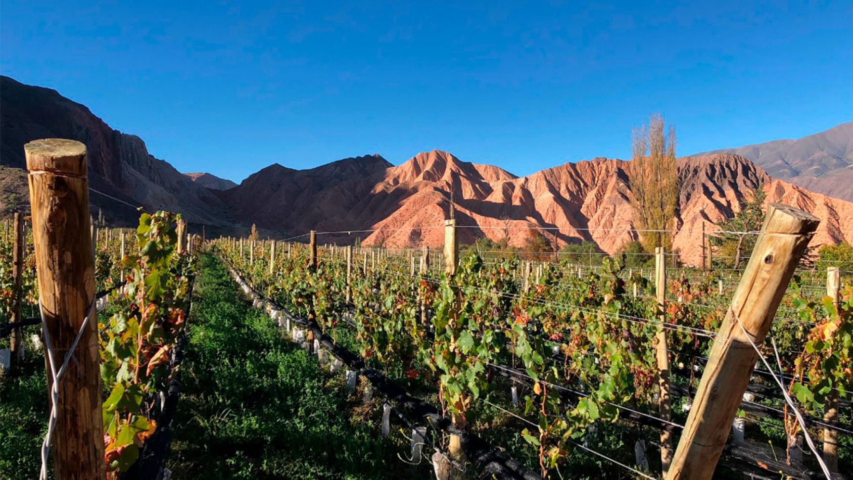 Jujuy, vinos de altura Bodega Fernando Dupont