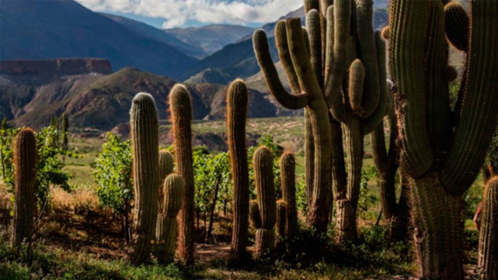 en la cima Salta y sus vinos, dolores lavaque, bodega colomé y amalaya