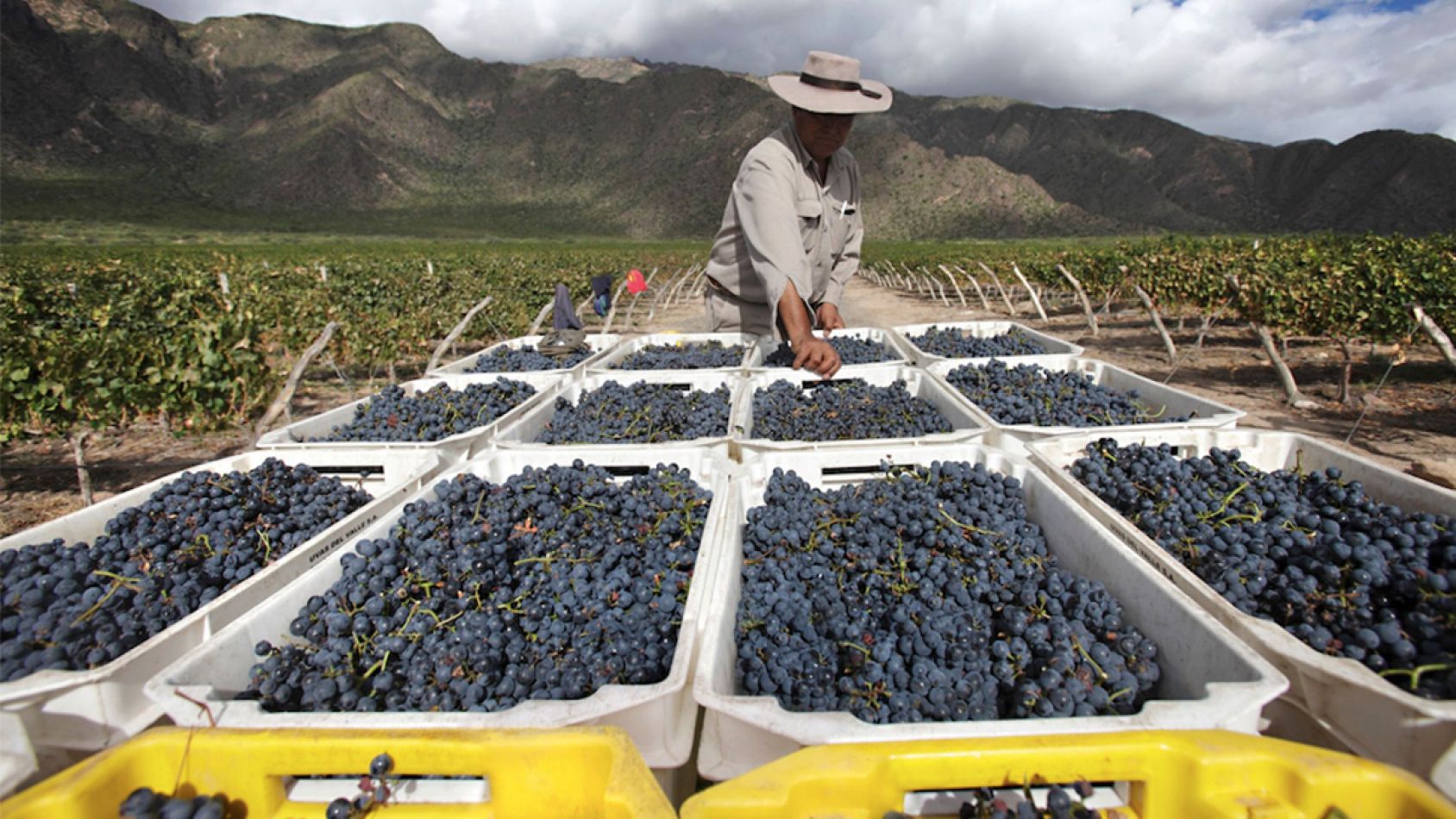 Lucia romero enologa vinos salta cafayate