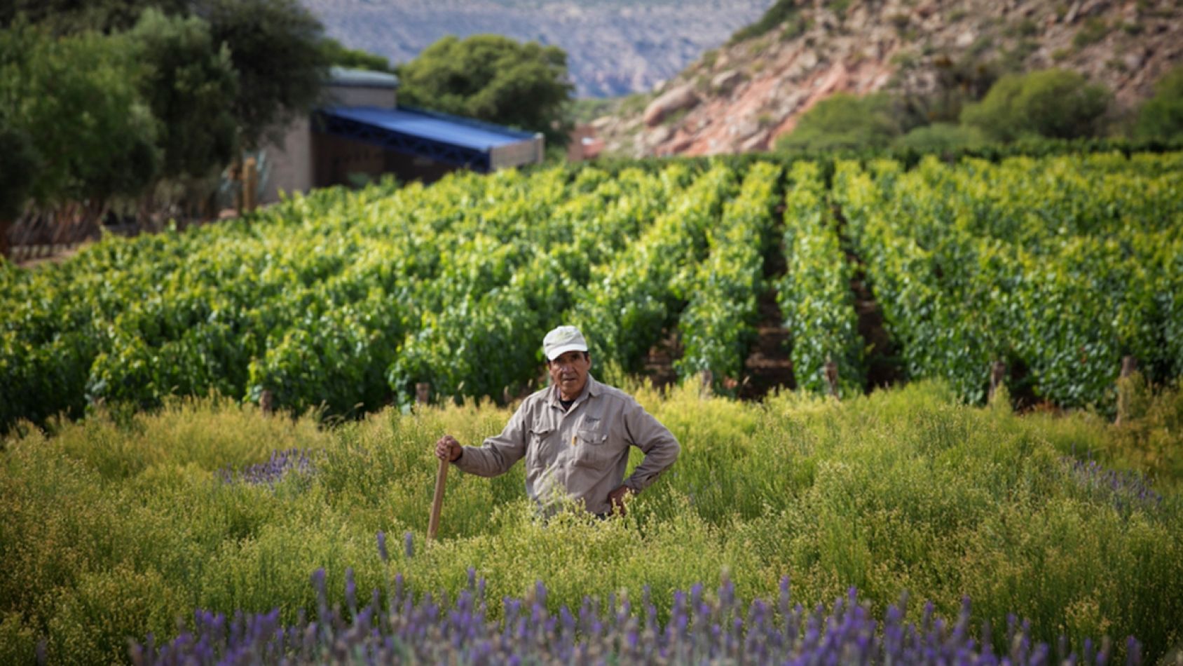 bodegas de salta- vinos de altura