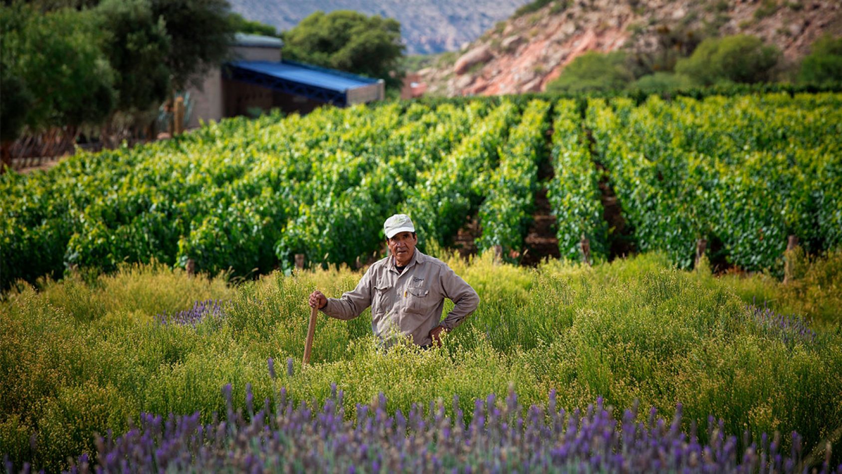 COLOME inversiones- bodega de lujo en salta