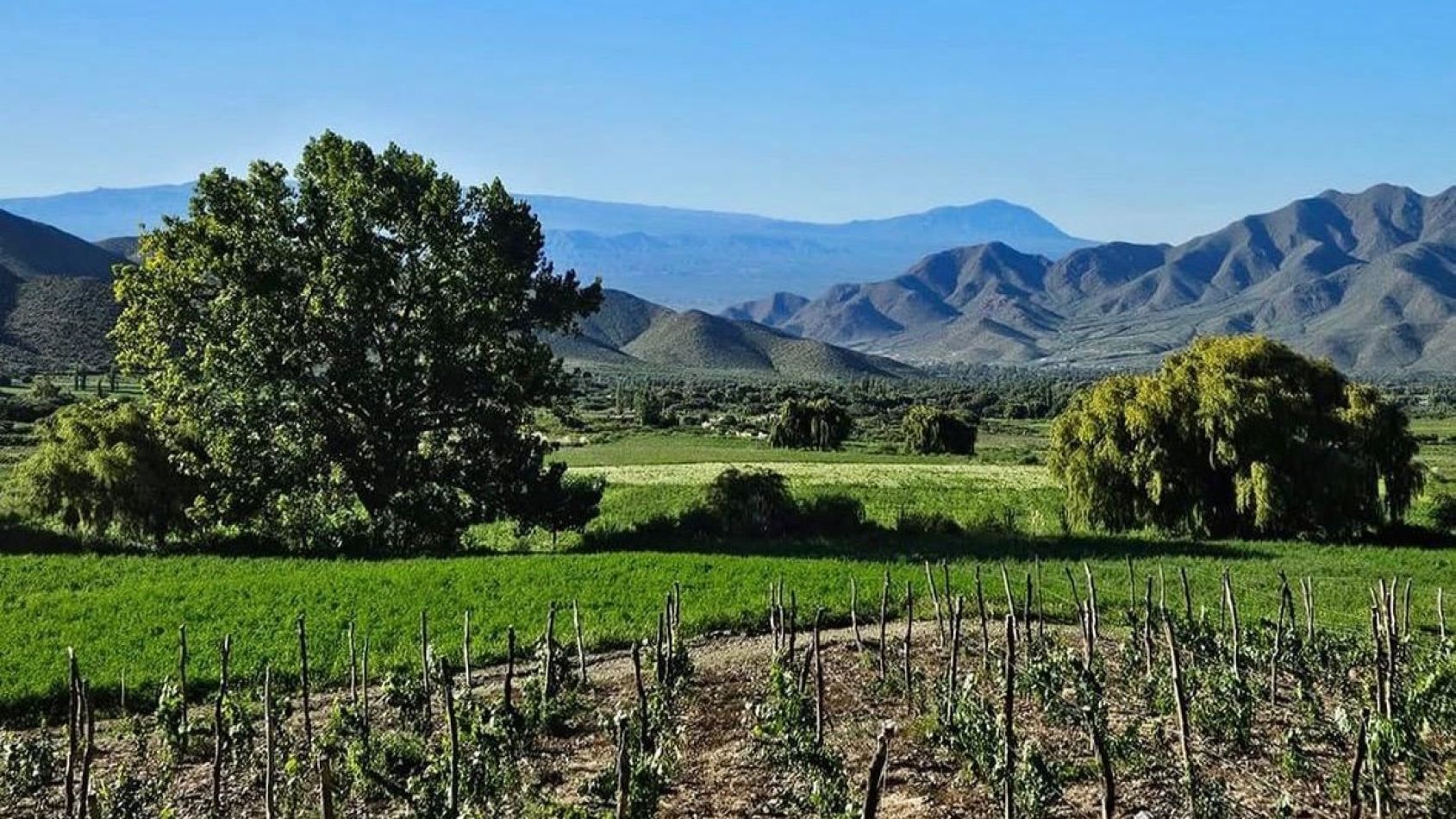 Viñedos